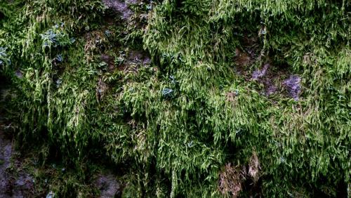 A Mossy Boulder.