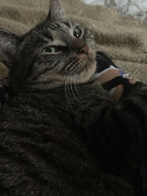 thegestianpoet:Can you guys believe this shitHoly shit I thought this was my cat for a second
