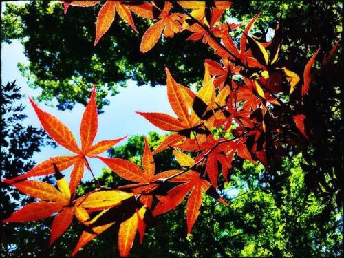 Autumn’s Beginnings Photo taken by me in Norfolk, Va. #photography #colors #vivid #autumn #beg