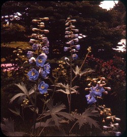 twoseparatecoursesmeet:  Grace’s Blue Flowers, 1950s Bruce Thomas 