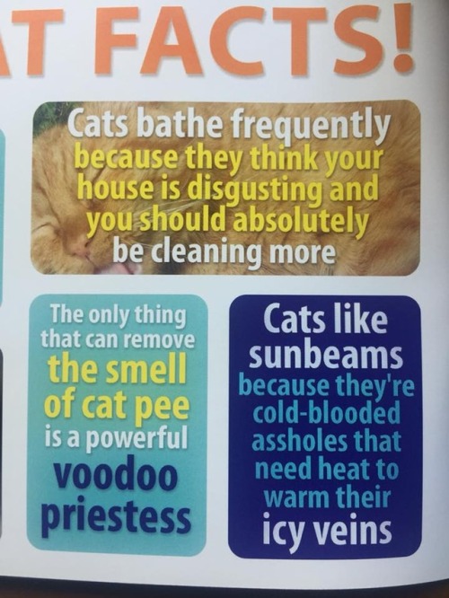 obviousplant:Amazing Cat Facts from the Obvious Plant magazine, which you can buy here