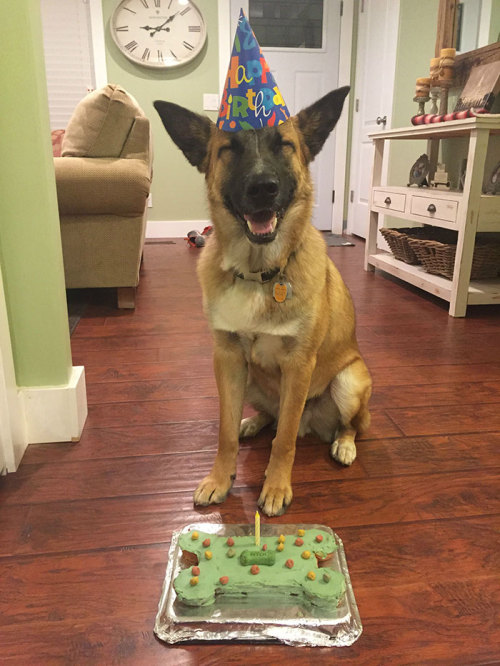 awesome-picz:    Pets Having Better Birthday porn pictures