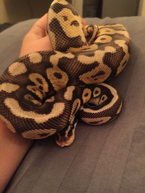 adorablesnakes:The world is a big scary place when you’re a foot and a half long and you don’t have 