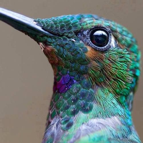 Hummingbird