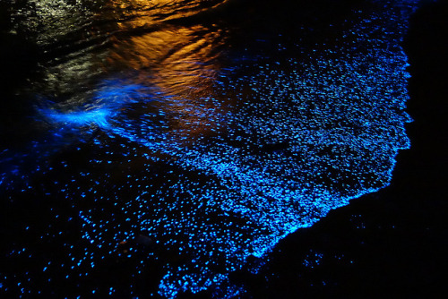 itscolossal: A Maldives Beach Awash in Bioluminescent Phytoplankton Looks Like an Ocean of Stars