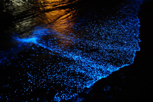 martinekenblog:  A Maldives Beach Awash in Bioluminescent Phytoplankton Looks Like an Ocean of Stars