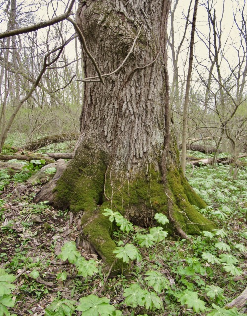 geopsych:The big red oak at Black Rock woods: grandmother tree. And her cohorts.