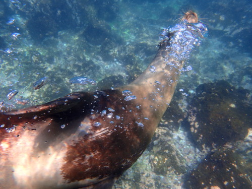 girlwithalessonplan: hisnamewasbeanni: twohungrytourists: I LOVE SEA LIONS They’re pretty much