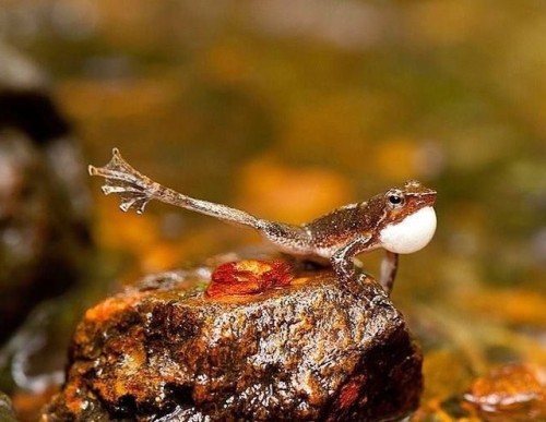 amnhnyc: Ready to strut your stuff like a dancing frog this weekend? Frogs of the genus Micrixalus g