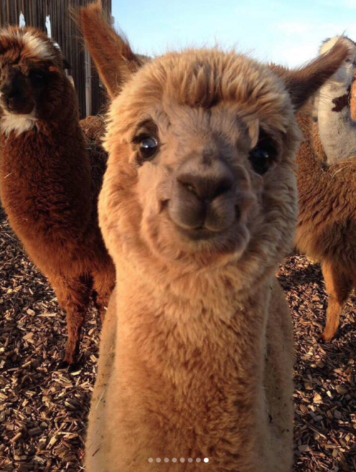 Baby Llamas Need No Drama