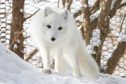 magicalnaturetour:  Arctic Fox (by Mark Dumont)