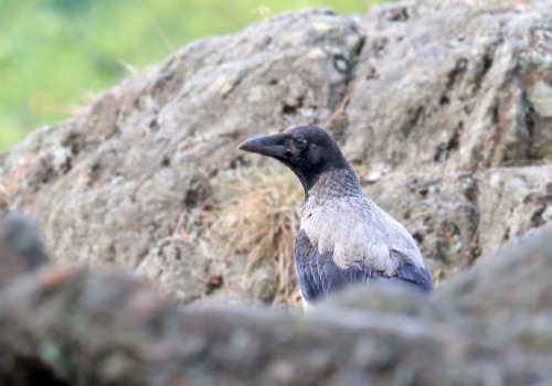 A watchful crow.