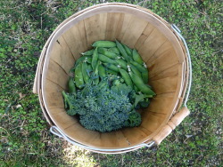ediblegardensla:  Harvesting english shelling peas and broccoli in a garden in the Hollywood HIlls.