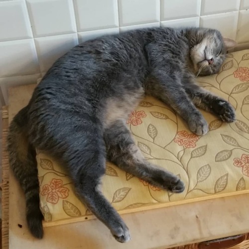 Sleeping by the woodstove. #catsofinstagram #berniesanders #lamacchinafissa #relax #gattisocialisti 