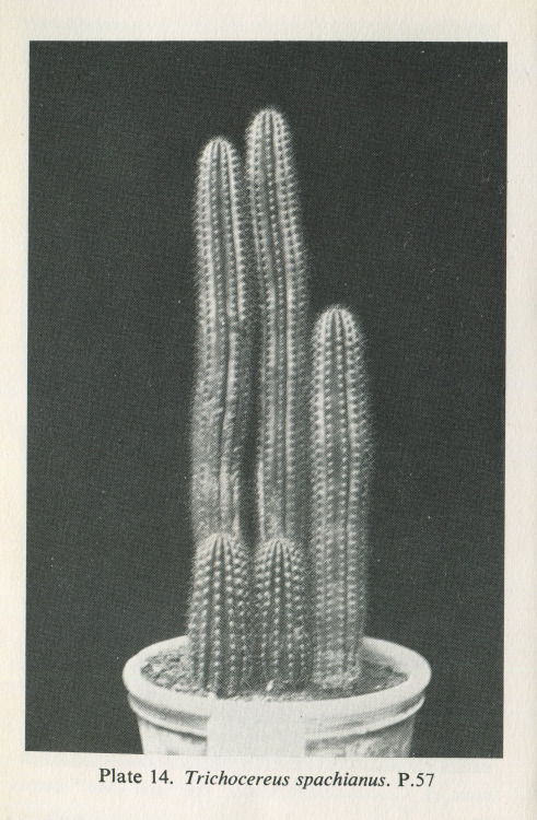 The Observers Book of Cacti & other Succulents, S.H. Scott, 1958