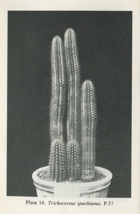 The Observers Book of Cacti &amp; other Succulents, S.H. Scott, 1958