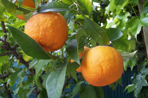 Bitter orange is a citrus fruit close to oranges, but very bitter and it must be cooked or candied t