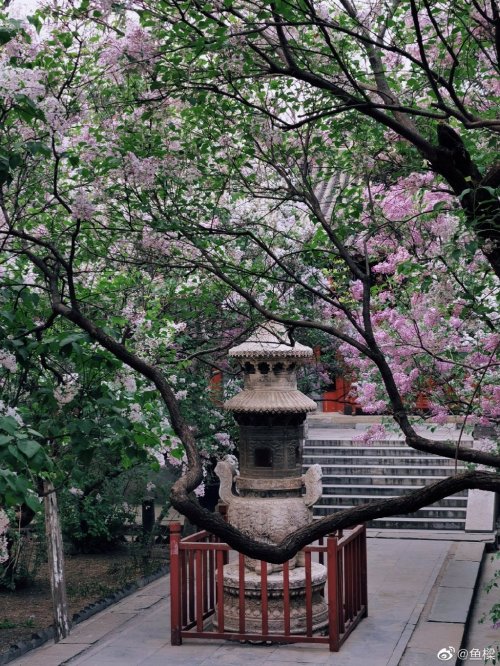 fuckyeahchinesegarden:lilac blossoms in fayuan temple法源寺 by 鱼樑