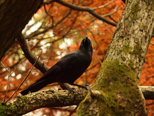 corvis-vulpus-lupus:     A crow at Rikugien adult photos