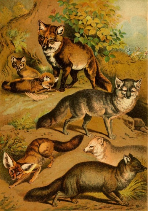 An assortment of foxes from Hugh Craig’s The Animal Kingdom v.1 (1897).Full text with many other col