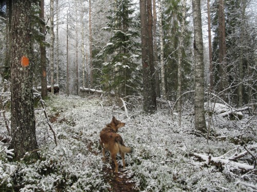 Snow and paws or my five favourite photos from 2020As it was, HonkavaaraPaws and shadows II, Honkava