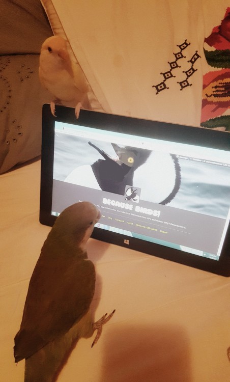 becausebirds:  👀 I come to my room and caught them looking at this