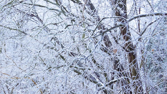 Iced, Hunter Hill, Hagerstown, Maryland, February 5, 2014
View Post