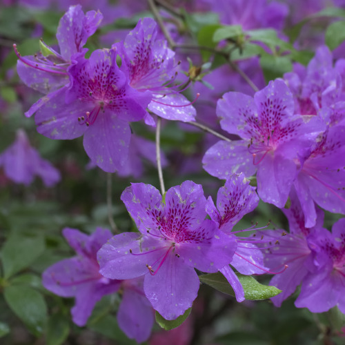 rhododendron garden