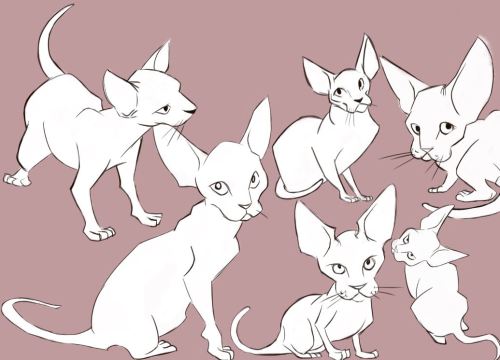 cornish rex