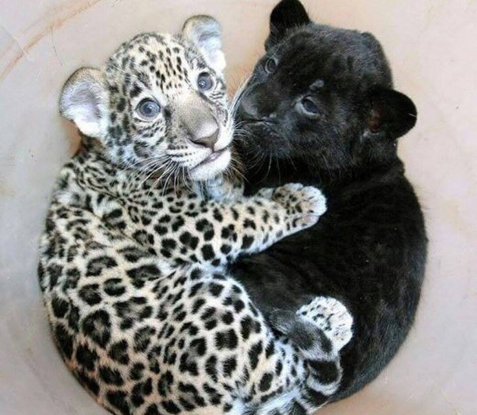 askthejackfrost:  sixpenceee:  A baby jaguar cuddling with a baby panther. (Source)