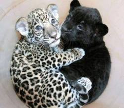 Askthejackfrost:  Sixpenceee:  A Baby Jaguar Cuddling With A Baby Panther. (Source)