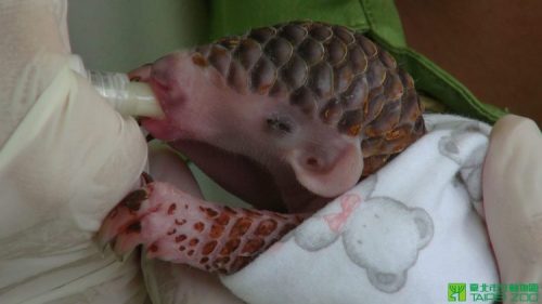 laughingsquid:Tiny Newborn Pangolin Gets Fed, Bathed and Cuddled at the Taipei Zoo in Taiwan