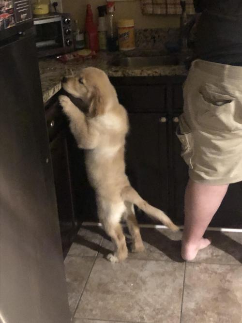golden-retriever-overload