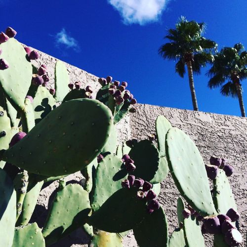 Carefree, Arizona #sunshinehouse #myhappyplace #cactus #desert #travel #travelphotography #nature #n