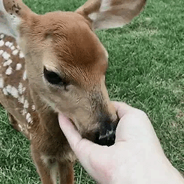 Deer Therian