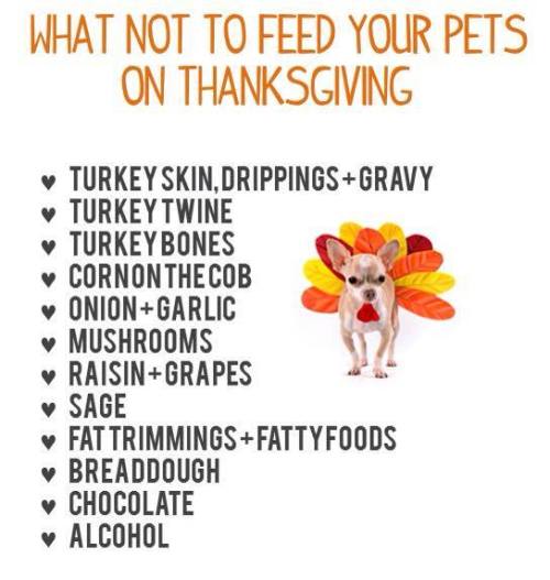 thelifeofmyferrets:Thanksgiving is coming up, please don’t give your pets a treat that is not meant 