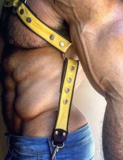 trianglealphadad: Harnessed beef