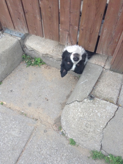 kim-kardassian:  penspride:  I was walking home today from my friend’s house and I walked past a house and this dog just stuck his head underneath the fence.   “Hello friend” 