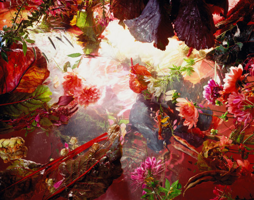 asylum-art:  Margriet Smulder Margriet Smulders’ intoxicating and smouldering flowers represent contradictions between the mind and the body, between science and intuítion, between dark and light, nirwana and  samsara, modesty and voluptousness maybe