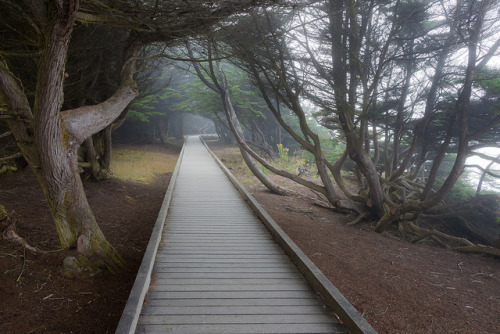 Boardwalk through Forest on Laguna Point of MacKerricher State Park by Lee Rentz on Flickr.