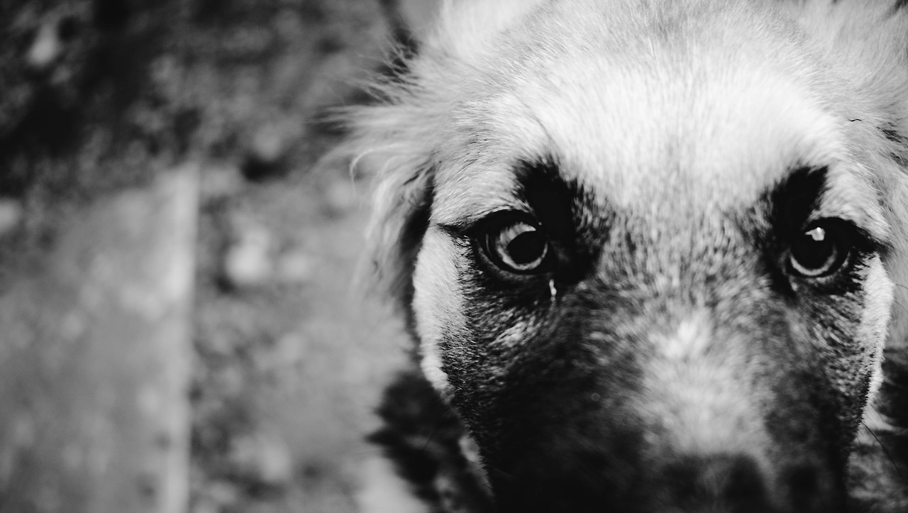 in-spite-of-all: Amante de los perros.  Doglover. 