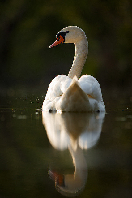 waasabi:  Swan on an evening pond by Ales Gola 