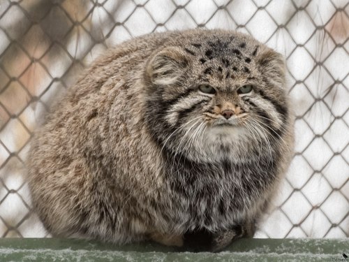 mysticalgalaxysalad: somecutething: Pallas’s Cat, also called Manul are cats about the same si