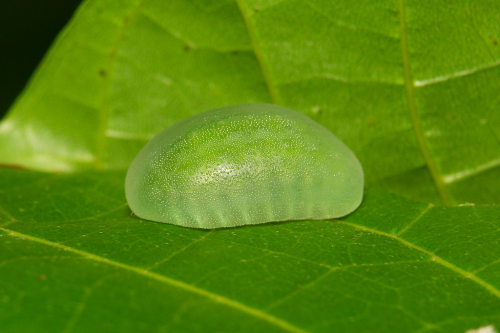Me When I Am A Little Slug Caterpillar.....
