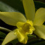orchidmagpie