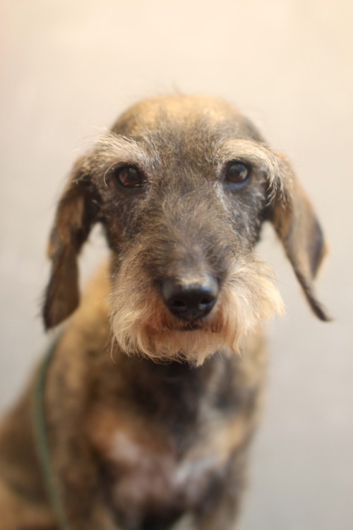 Lurifax, 9 year old Dachshund