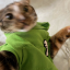 catnonny