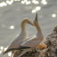 not-as-hot-as-a-guillemot