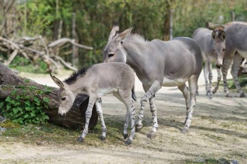 zooborns: Zoo Basel Welcomes a Critically Endangered Somali Wild Ass  A Somali Wild Ass has been bor