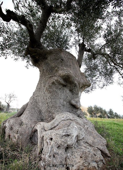 The thinking tree, Italy.https://painted-face.com/